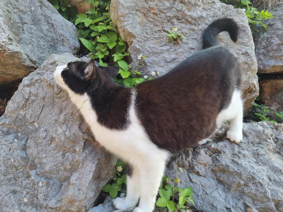 Das Geringer Schladming Εξωτερικό φωτογραφία